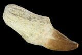 Fossil Rooted Mosasaur (Prognathodon) Tooth - Morocco #116960-1